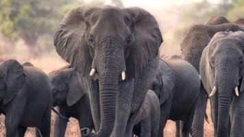 9 Day South Africa & Victoria Falls (Abercrombie & Kent)