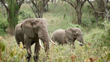 8 Day Tanzania Safari in Style (Abercrombie & Kent)