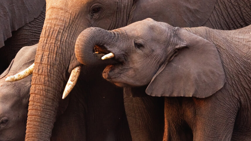 Ultimate Botswana Safari