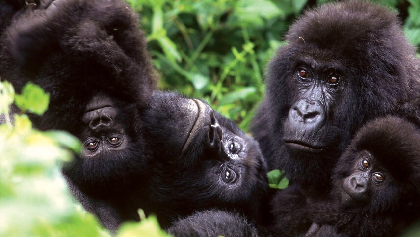 Uganda: Gorillas & Beyond