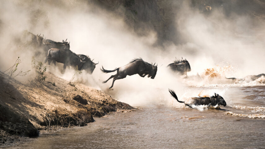 Ultimate Great Migration Safari