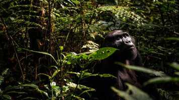 11 Day Uganda: Gorilla Trekking & Safari Adventure (Abercrombie & Kent)
