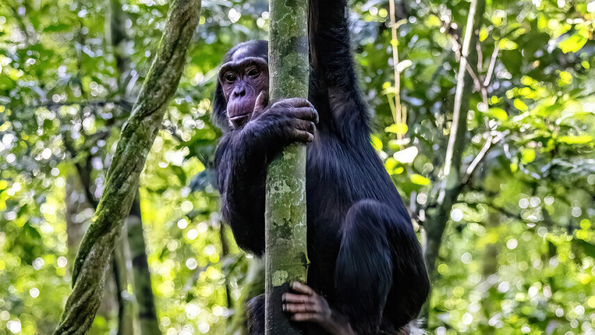 Uganda: Gorilla Trekking & Safari Adventure