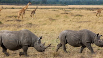 8 Day Ultimate Kenya Safari (Abercrombie & Kent)