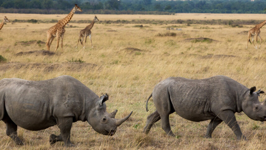 Ultimate Kenya Safari