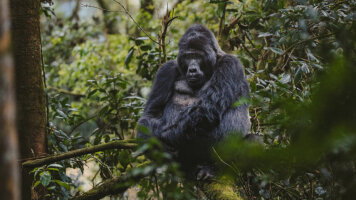 12 Day Uganda: Into the Wild (Abercrombie & Kent)