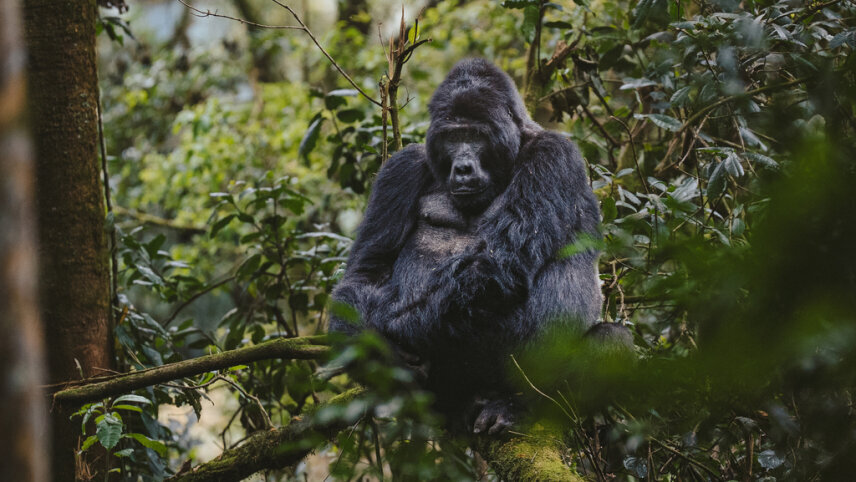 Uganda: Into the Wild