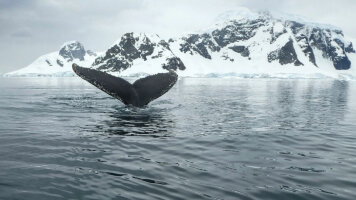 14 Day Voyaging Beyond the Antarctic Circle (Abercrombie & Kent)