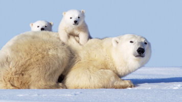 Wild Canada by Private Jet
