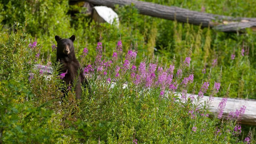 Wild Canada by Private Jet