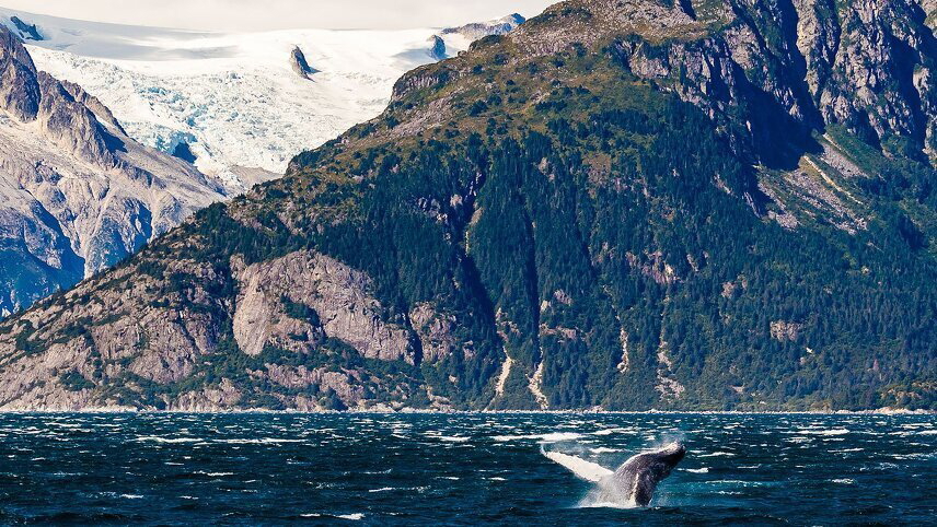 Wings Over Alaska