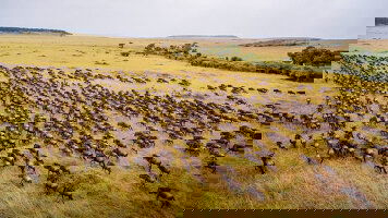 Wings Over The World