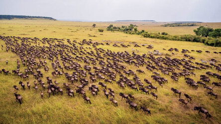 Wings Over The World