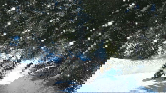 See More & Experience More With Albatross