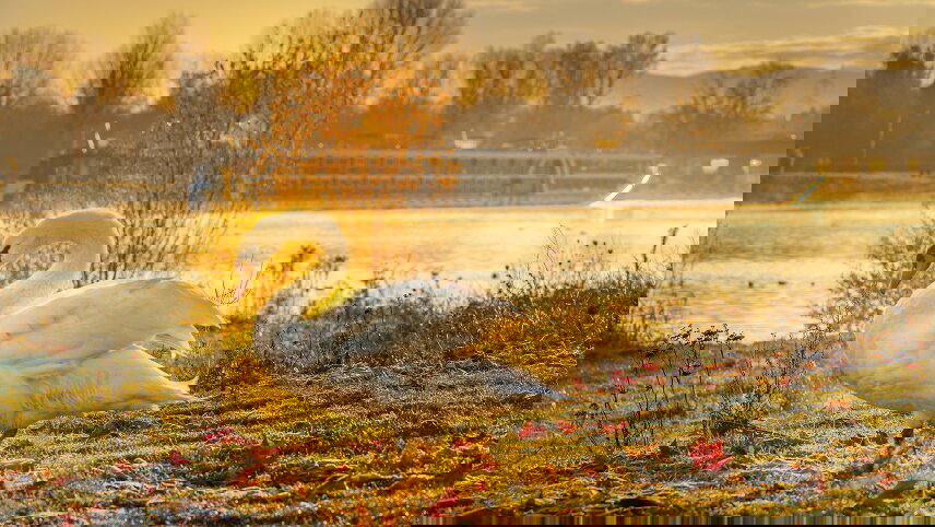 New Year's Eve Cruise on the Danube