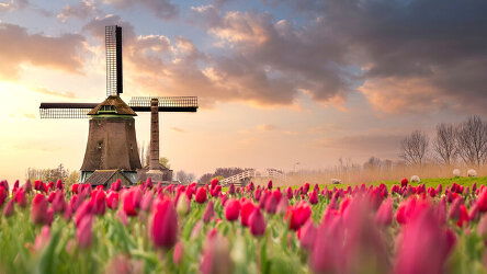 8 Day Tulip Serenade (Amadeus)