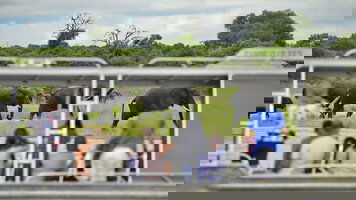 15 Day Iconic Africa (AmaWaterways)