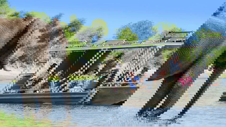 Stars of South Africa