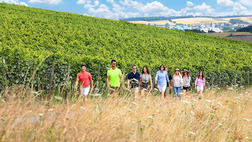 Vineyards of the Rhine & Moselle