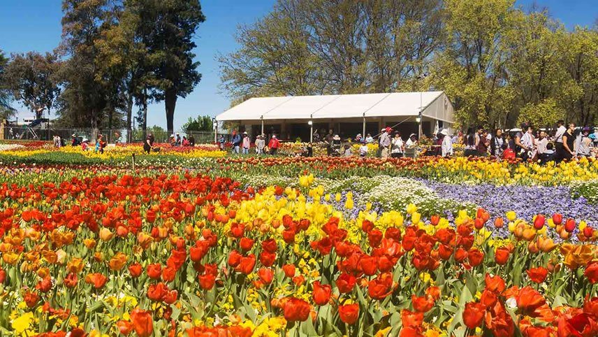 Canberra’s Floriade, New South Wales Tulips & Private Gardens in Spring