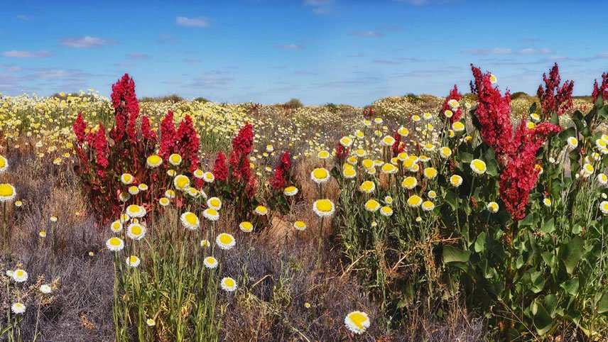 Australian Art & Outback Landscapes of the Flinders Ranges