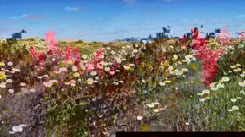 10 Day Australian Art & Outback Landscapes of the Flinders Ranges (APT)