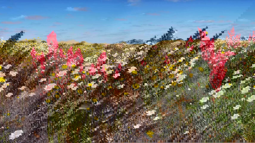 Australian Art & Outback Landscapes of the Flinders Ranges