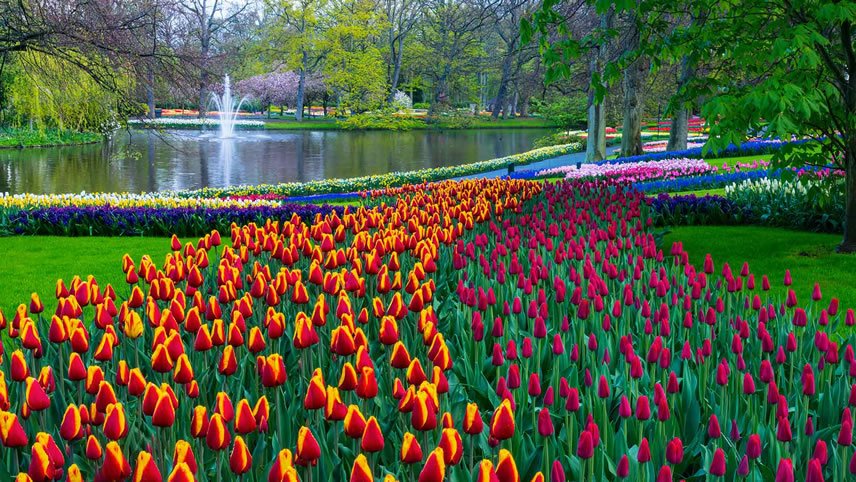 Dutch Tulips & Gardens of the Rhine & Danube