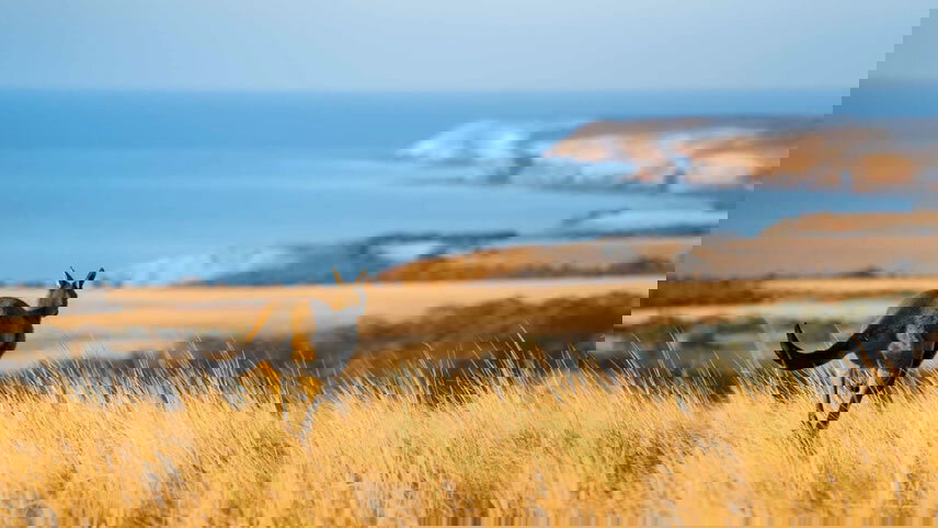 Private Gardens, Nature & Wildlife of Kangaroo Island