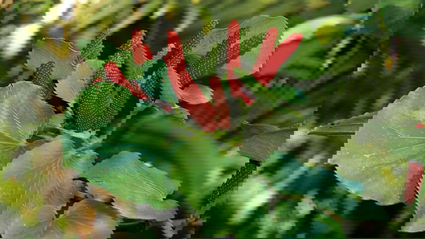 Walking Discoveries of Lord Howe Island’s Flora, Seabirds & Marine Life