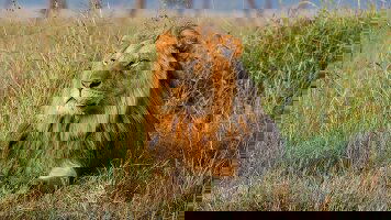 12 Day East Africa Safari (APT)