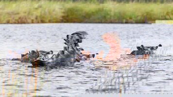 19 Day Botswana and Southern Africa Discovery (APT)