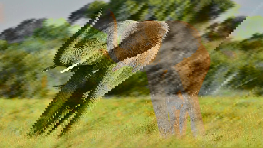 Botswana and Southern Africa Discovery