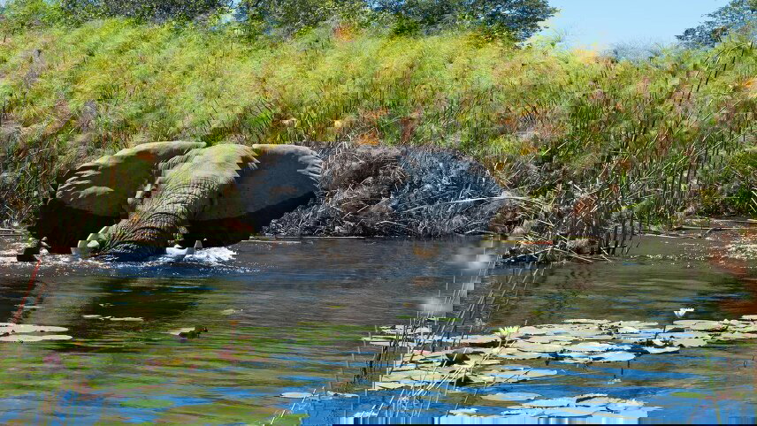 Chobe and Okavango Explorer