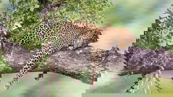 13 Day Essence of Southern Africa (APT)