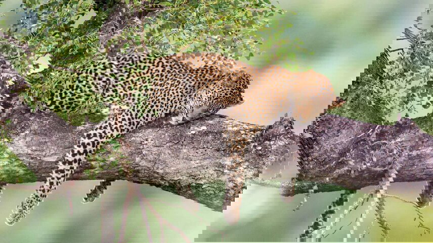 Essence of Southern Africa