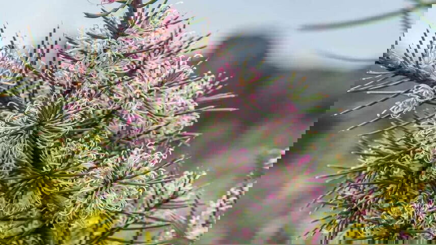 A Walking Wildflower Discovery of the Grampians and Beyond