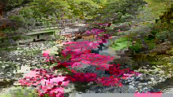 16 Day Spring Gardens, Culture and History of Japan & South Korea by Small Ship (APT)