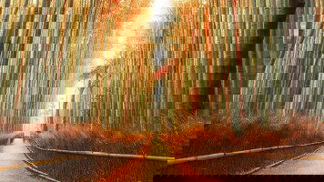 12 Day Japanese Culture, Art & Gardens in Autumn Splendour (APT)