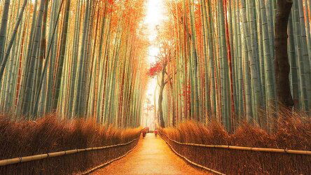 12 Day Japanese Culture, Art & Gardens in Autumn Splendour (APT)