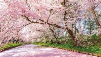11 Day Coastal Cruise of Japan & South Korea – Cherry Blossoms and Celebrated Gardens (APT)