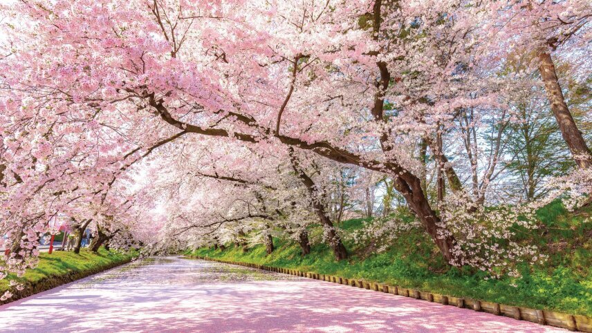 Coastal Cruise of Japan & South Korea – Cherry Blossoms and Celebrated Gardens