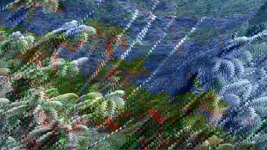 Walking Discoveries of Lord Howe Island’s Flora, Seabirds & Marine Life