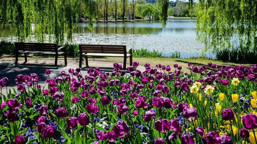 Canberra's Floriade, New South Wales Tulips & Private Gardens