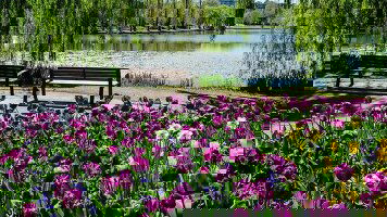 6 Day Canberra’s Floriade, New South Wales Tulips & Private Gardens (APT)
