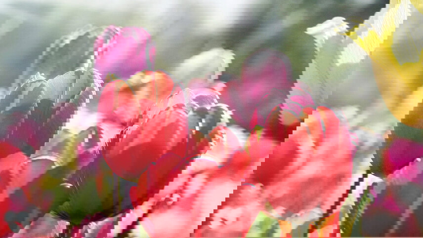 Canberra’s Floriade, New South Wales Tulips & Private Gardens