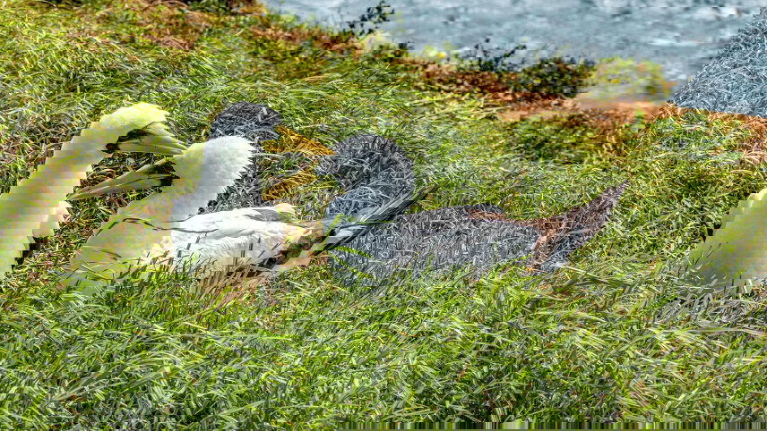 Norfolk Island History, Endemic Flora & Remote Gardens