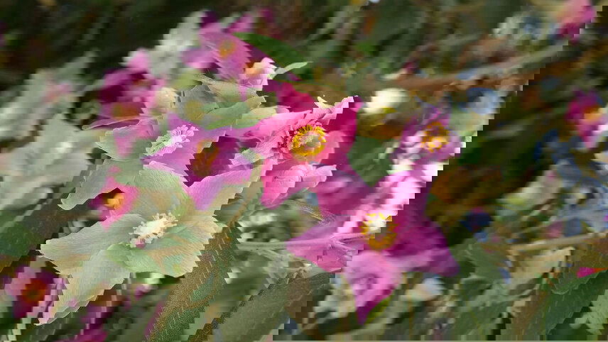 Norfolk Island History, Endemic Flora & Remote Gardens