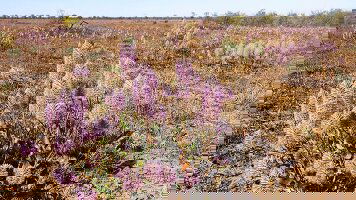 8 Day Queensland’s Outback Heritage & Oasis Gardens (APT)