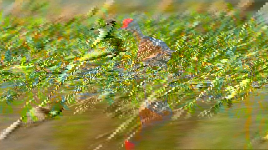 Botanical Top End, Rock Art & Kakadu